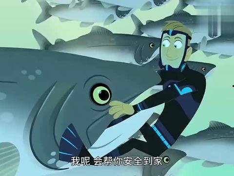 鲨鱼最新爆料视频大全下载,揭秘幕后真相，带你走进神秘世界